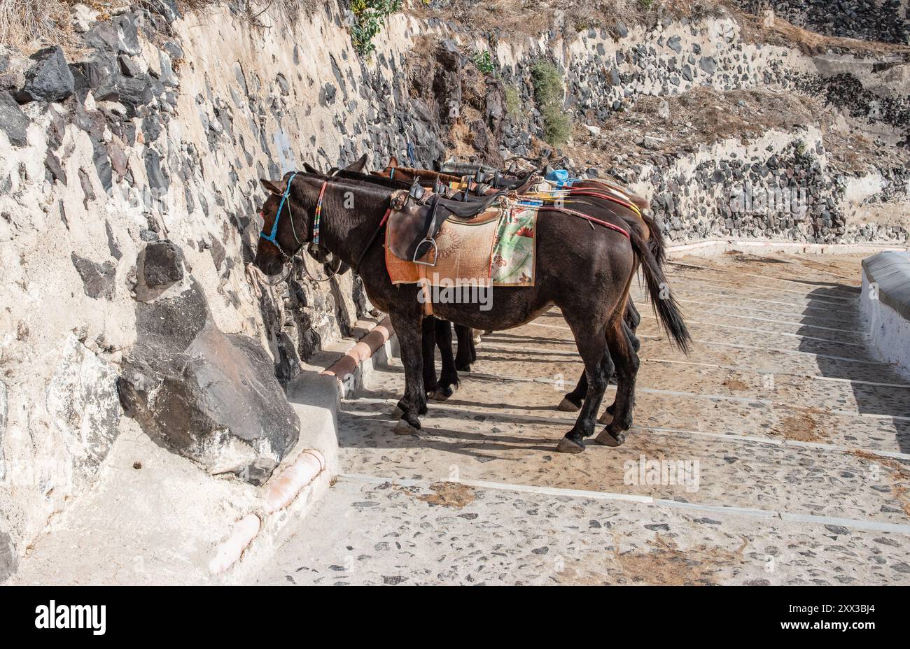 Asini in attesa sui gradini del sentiero degli asini a Santorini, in Grecia. Foto Stock