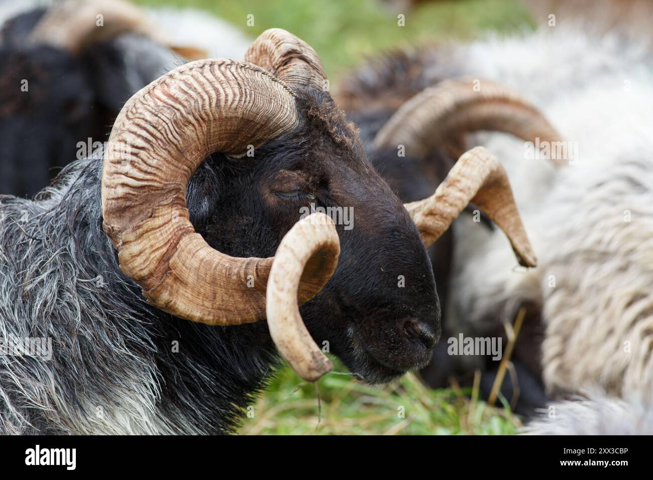 Ritratto ravvicinato di una pecora corna Foto Stock