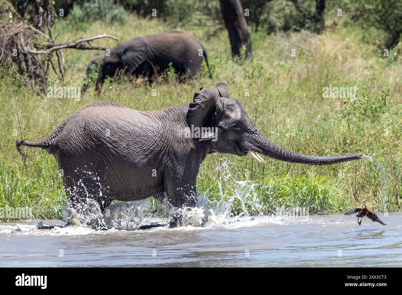 Giovane elefante che spaventa l'oca egiziana, Parco Nazionale di Tarangire, Tanzania Foto Stock