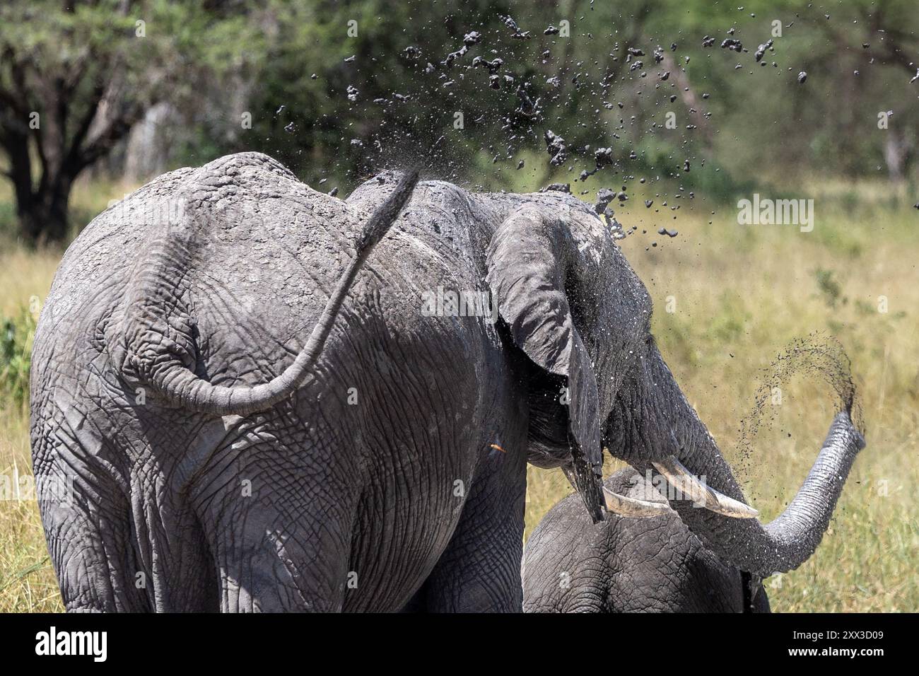 Elefante, bagno con fango per raffreddare e proteggere, Parco Nazionale Tarangire, Tanzania Foto Stock