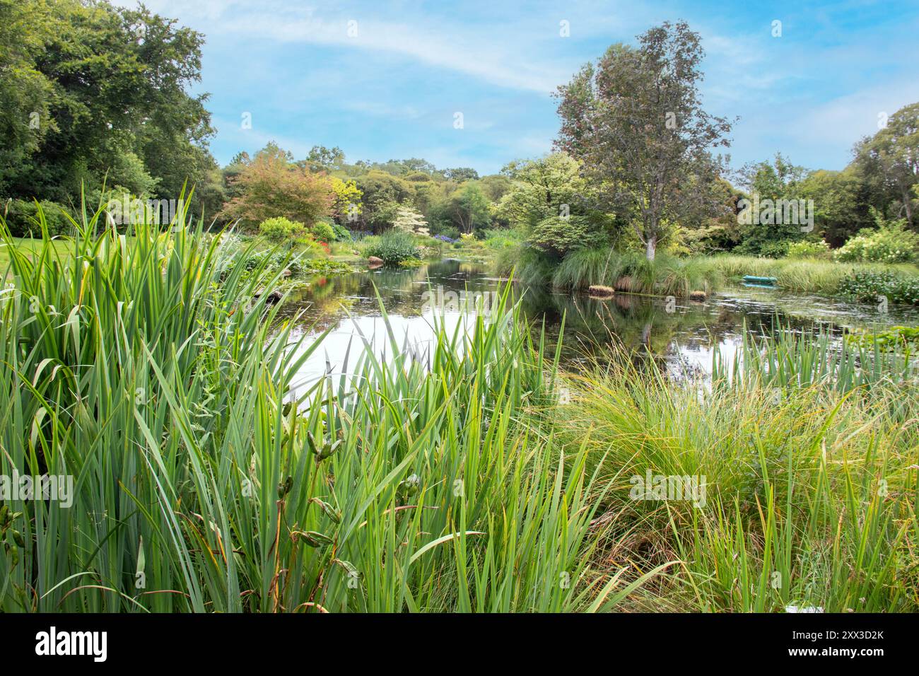 Una massa di nastro d'acqua pianta in primo piano di uno stagno ricoperto di ninfee in fiore. Foto Stock