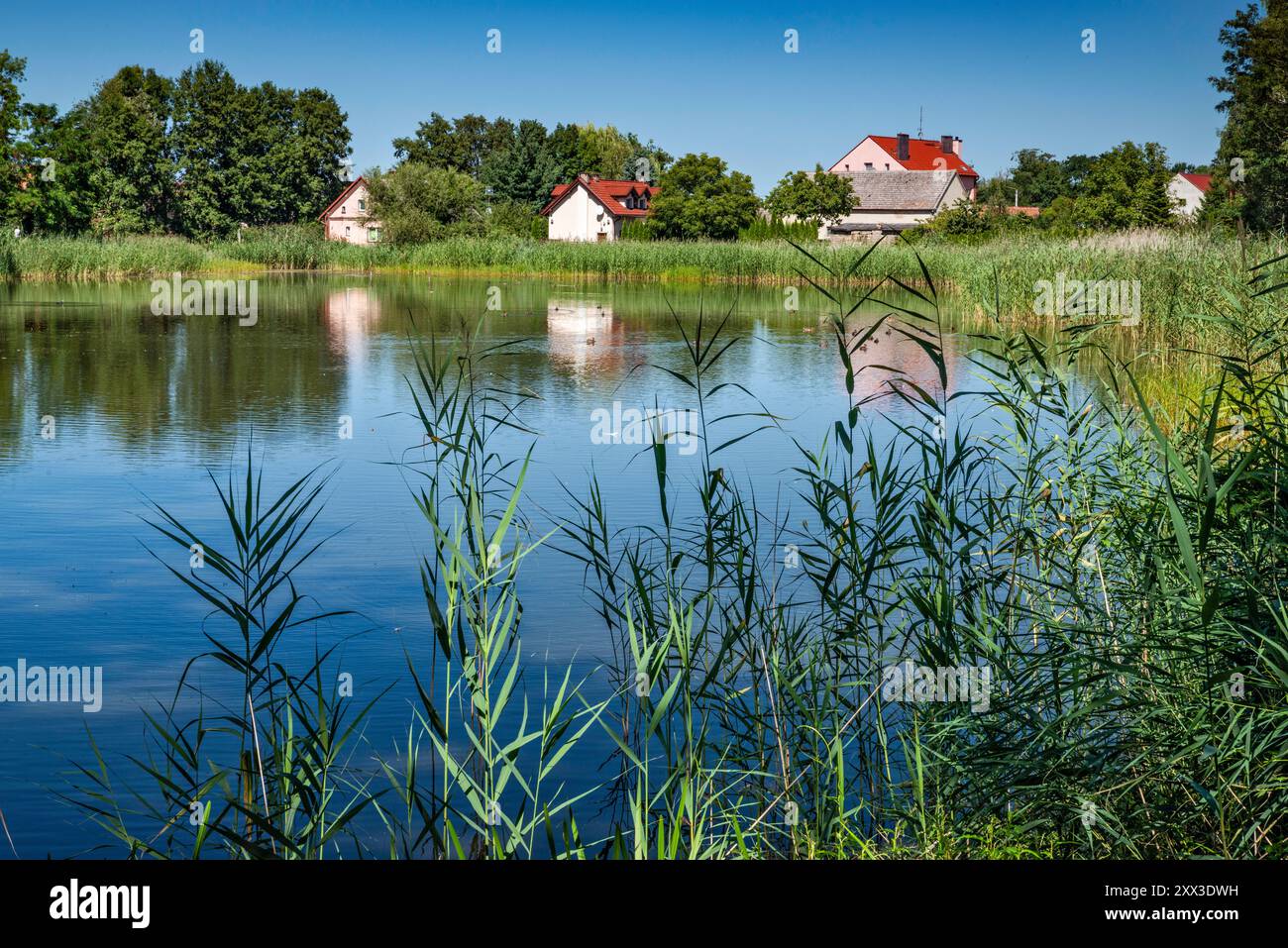 Staw Żabiniec Duzy, villaggio di Ruda Sułowska, zone umide nella riserva naturale di Milicz Ponds, parte del Parco paesaggistico della Valle di Barycz, bassa Slesia, Polonia Foto Stock