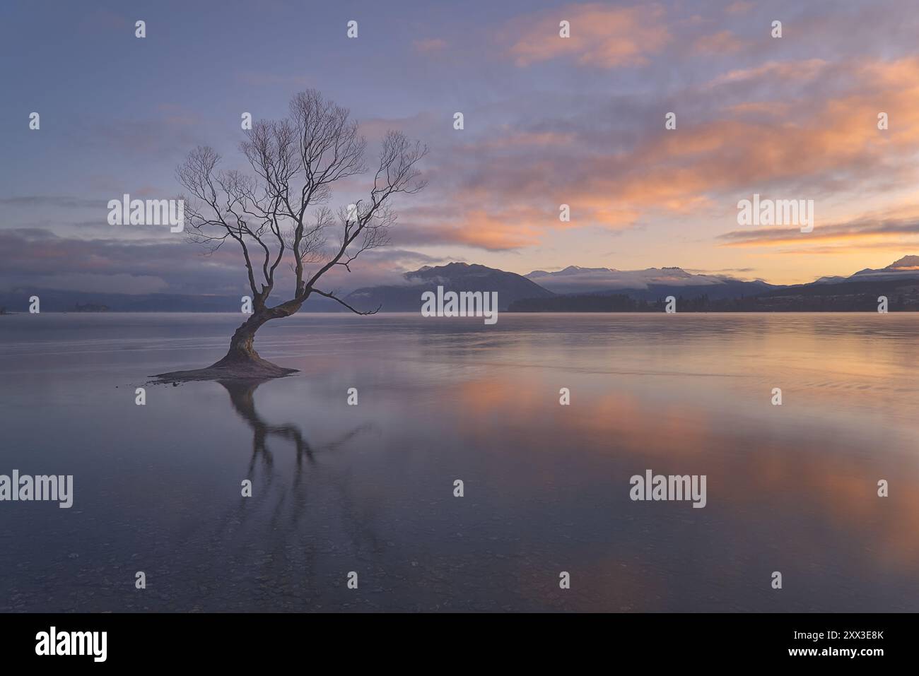 Alba invernale al Wanaka Tree, nuova Zelanda Foto Stock