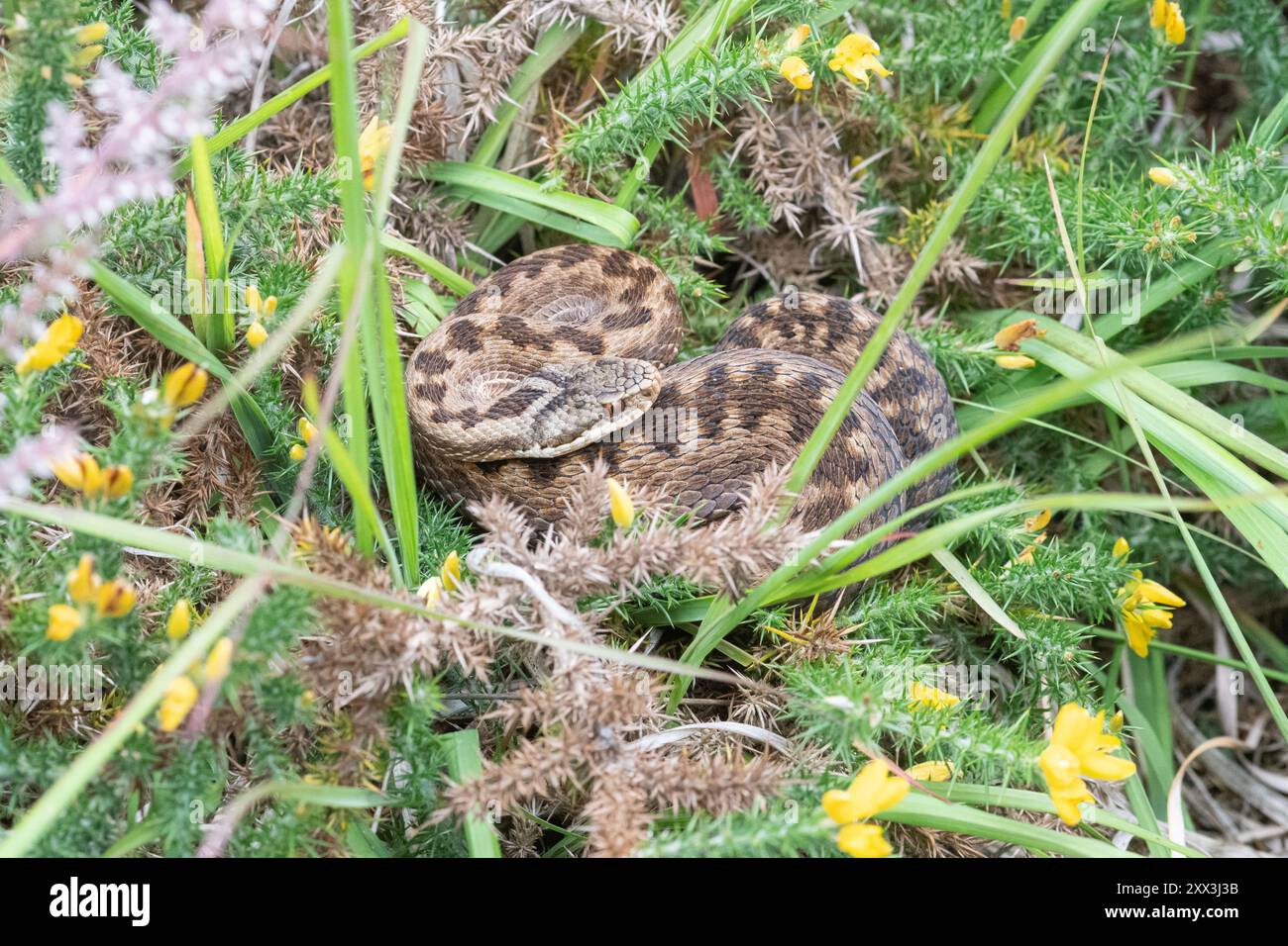Ammalata (Vipera berus) in habitat naturale nell'Hampshire, Inghilterra, Regno Unito Foto Stock