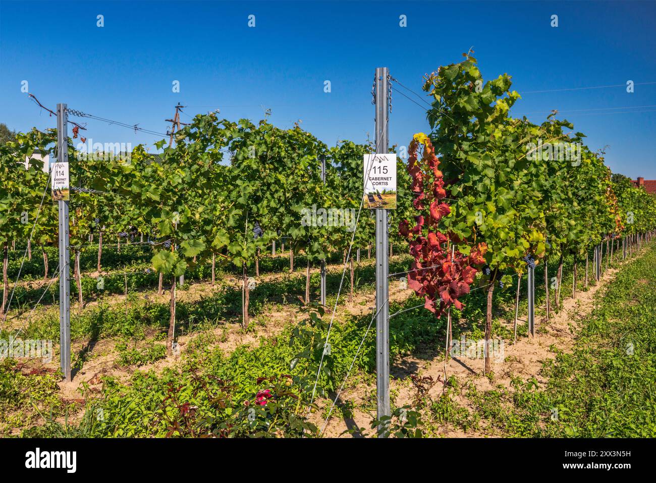 Vigne a Anna Vineyard nel villaggio di Krośnice, vicino a Milicz, Voivodato della bassa Slesia, Polonia Foto Stock