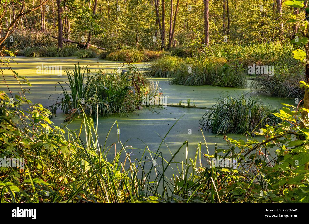 Laghetto ricoperto di alghe d'anatra, siepi tufted, paludi di ontano nella riserva naturale di Olszyny Niezgodzkie, parco paesaggistico della valle di Barycz, bassa Slesia, Polonia Foto Stock