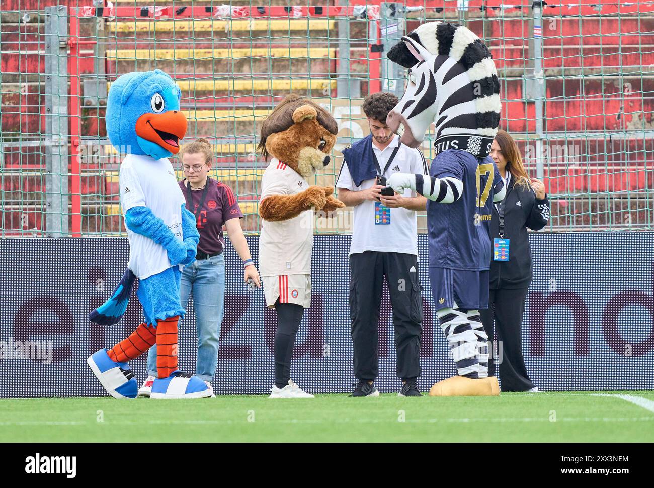 Jay la mascotte Zebra della Juventus, mia FCB donne Maskottchen, Maskottchen der Allianz AG nella partita di calcio femminile FC BAYERN München - JUVENTUS TORINO 0-0 il 20 agosto 2024 a Monaco, Germania. Stagione 2024/2025, 1.Bundesliga, FCB, Monaco, Google Pixel, Frauen Bundesliga giorno di partita x, x.. Spieltag fotografo: Peter Schatz Foto Stock