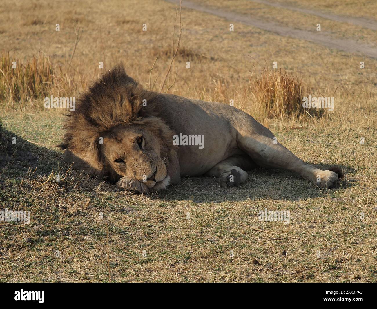 Questo grande orgoglio di leoni aveva 6-7 maschi che lo guidavano! Sarebbe una battaglia per loro perdere la supremazia. Foto Stock