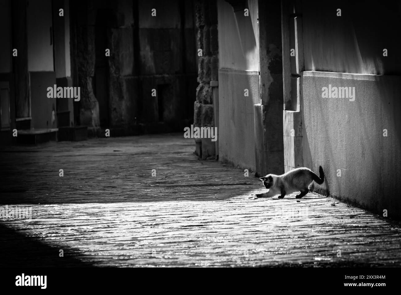 Un gatto gioca su una strada solitaria e soleggiata Foto Stock