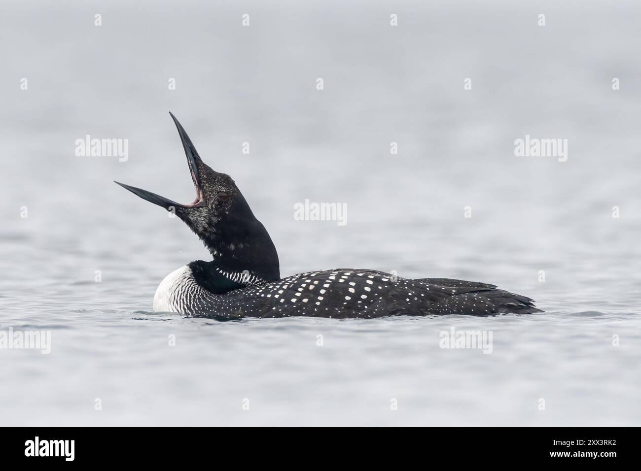 Ottimo tuffatore del nord o loon comune (Gavia immer), Shetland, Scozia Foto Stock