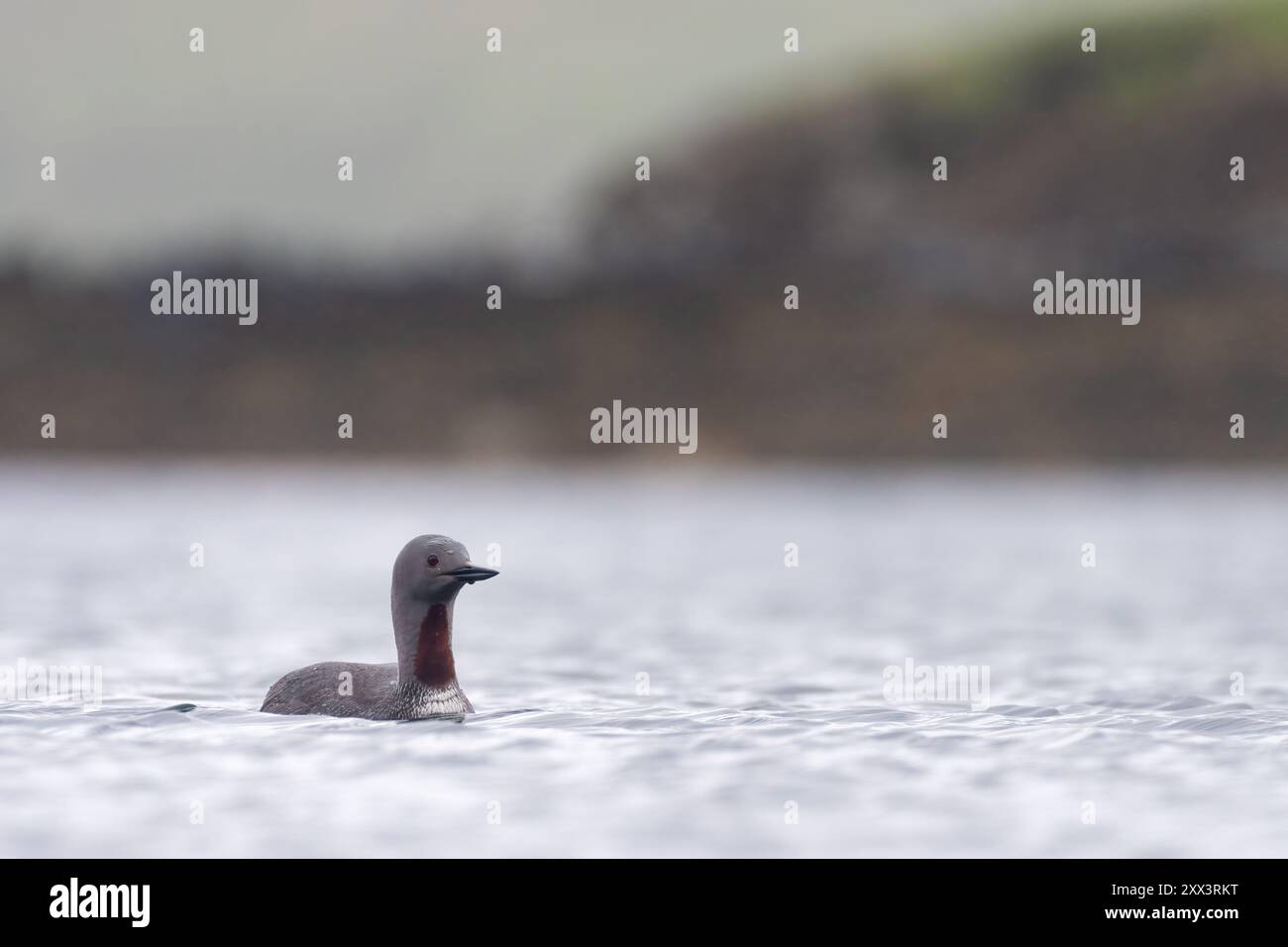 Tuffatore dalla gola rossa o loon (Gavia stellata) che nuota su un lago, Shetland, Scozia Foto Stock