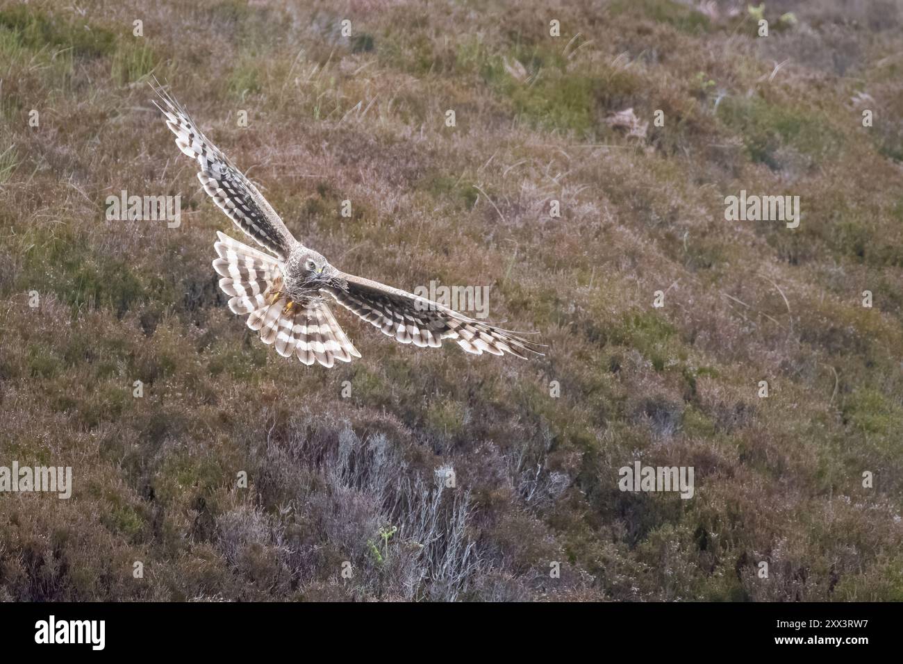 Hen Harrier (Circus cyaneus), Benbecula, Ebridi esterne, Scozia Foto Stock