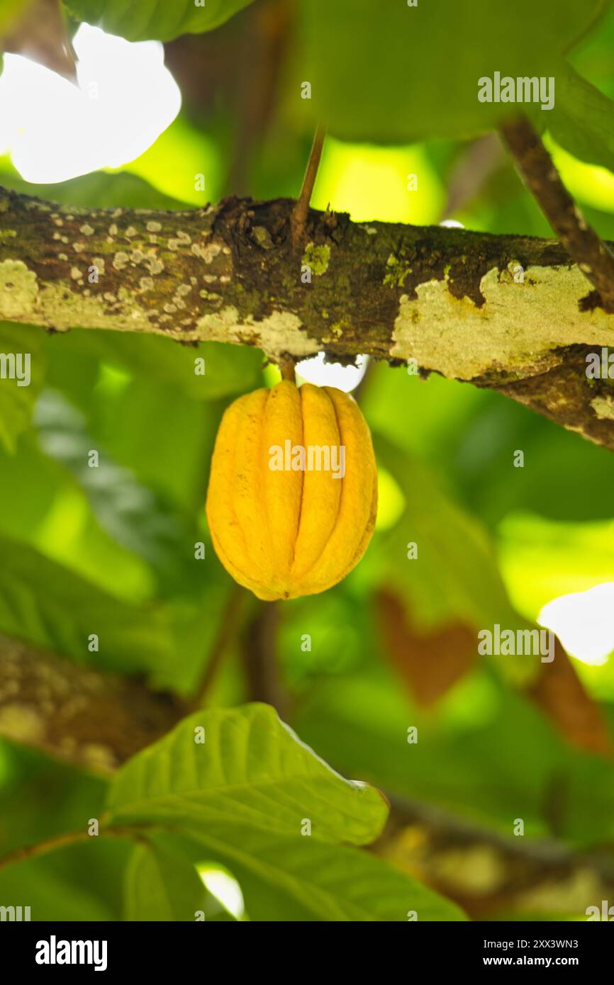 Cacao sull'albero nel giardino delle spezie di Mahe, Seychelles Foto Stock