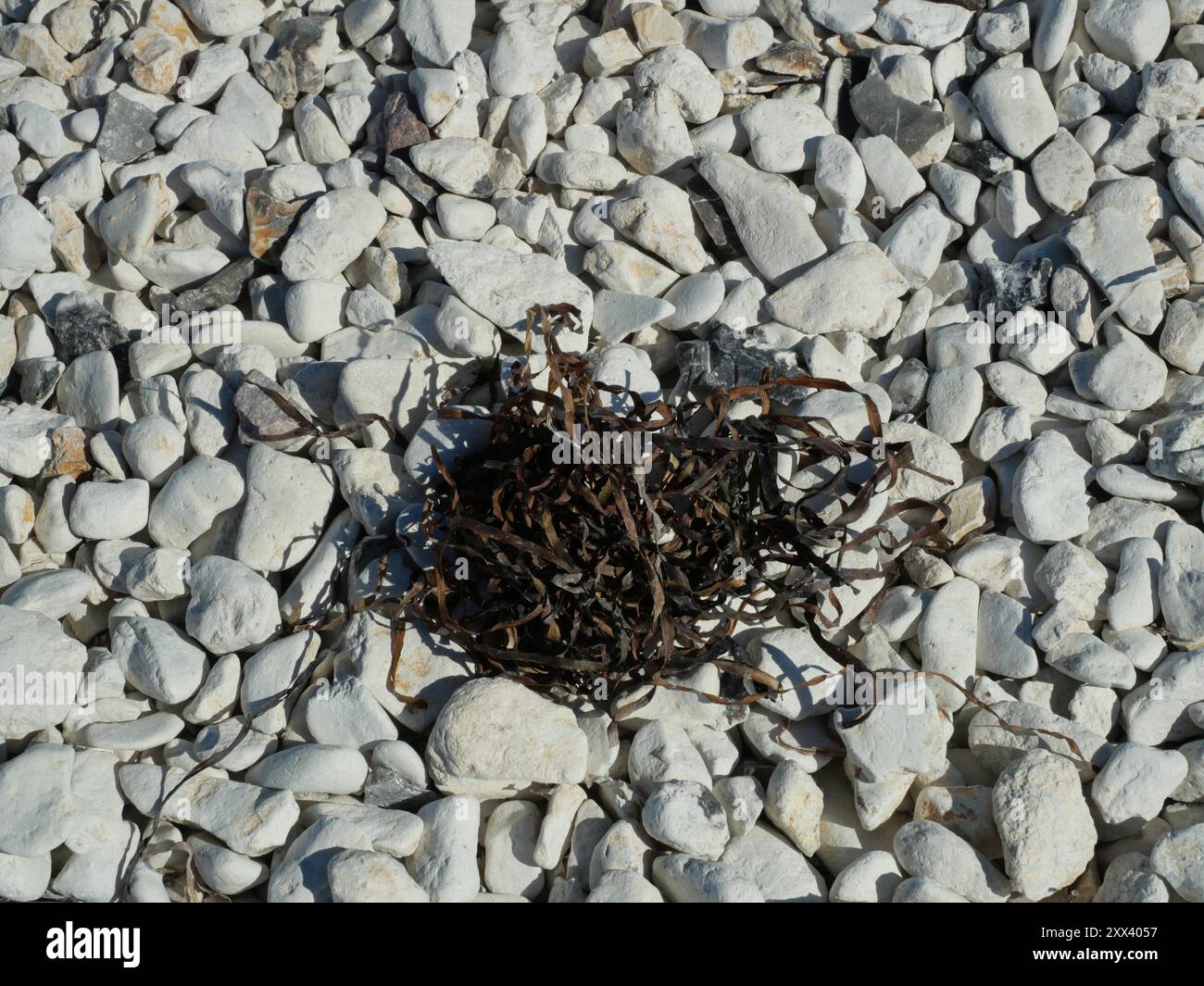 Le vesciche secche e le alghe marine sulla spiaggia, affascinanti nella loro struttura vegetale, offrono informazioni sul mondo sottomarino e sull'ecologia costiera. Foto Stock
