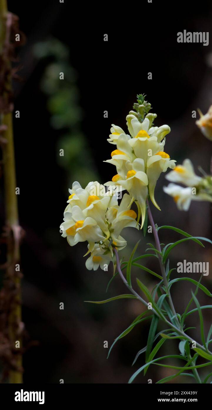 Toadflax comune ( Linaria Vulgaris ) Foto Stock