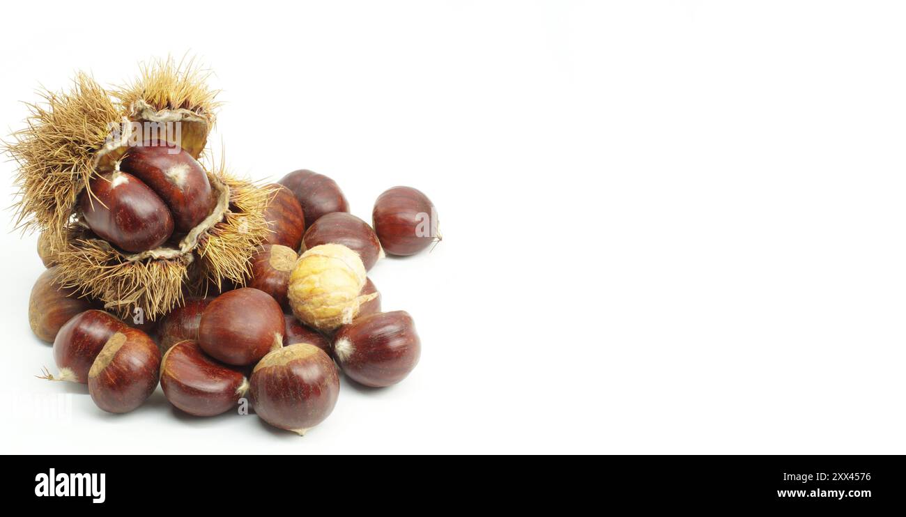 Castagne crude fresche isolate su sfondo bianco, castagne con ramoscello spinoso Foto Stock