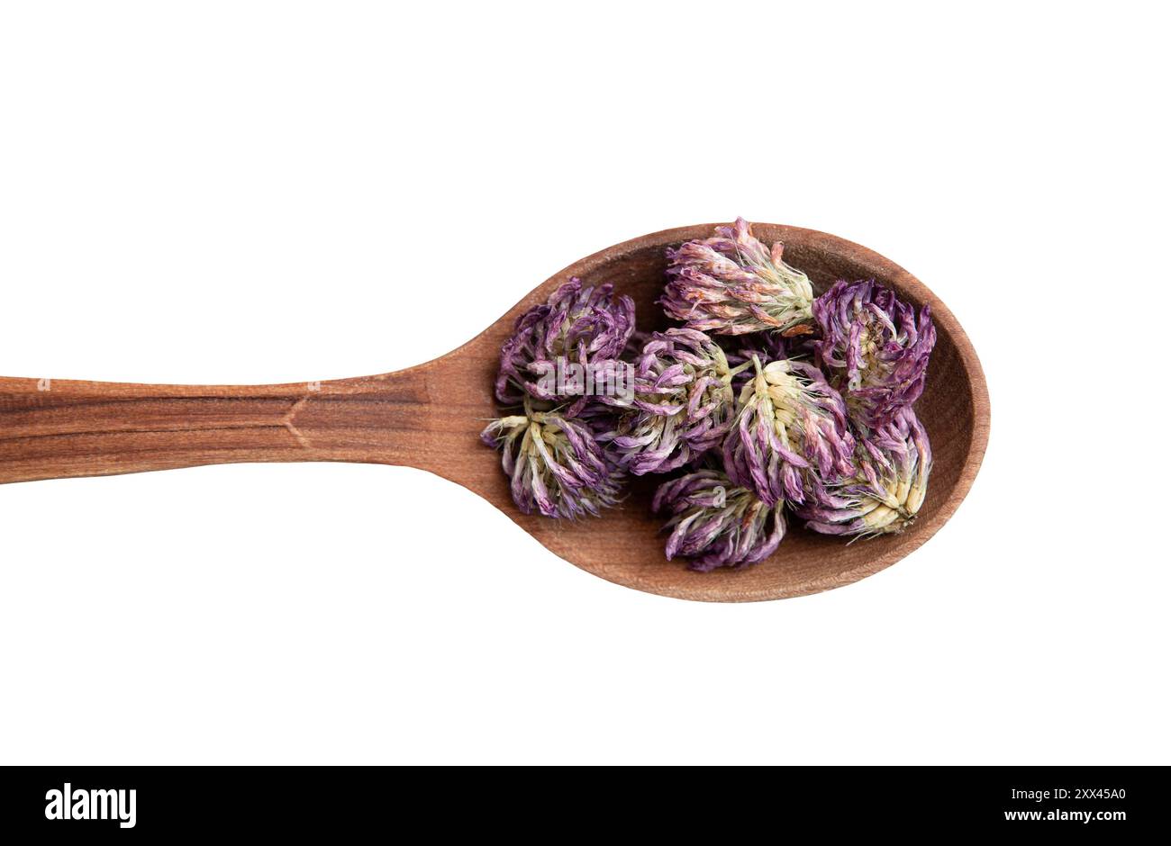 Vista piatta del Trifolium essiccato praticano le teste dei fiori del trifoglio rosso su un cucchiaio di legno su sfondo bianco. Pianta erboristica. Foto Stock