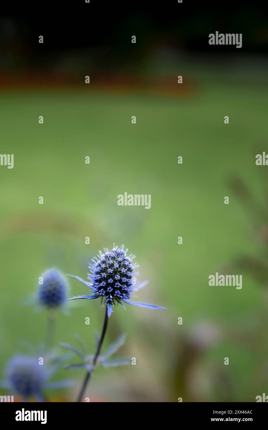 Eryngium Sea holly pianta che cresce in un giardino a Newquay, in Cornovaglia, nel Regno Unito. Foto Stock