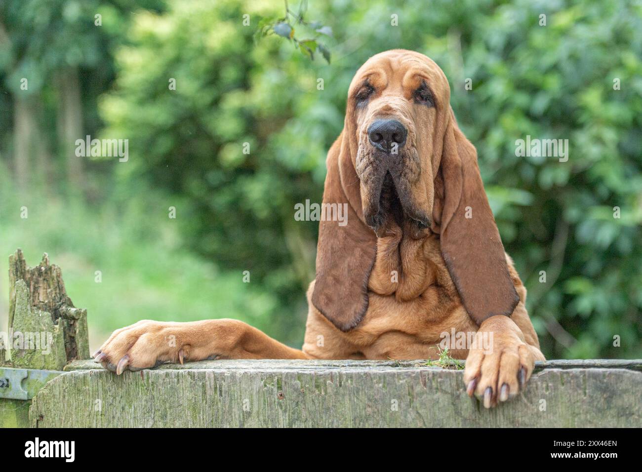 il cane bloodhound che guarda oltre un cancello Foto Stock