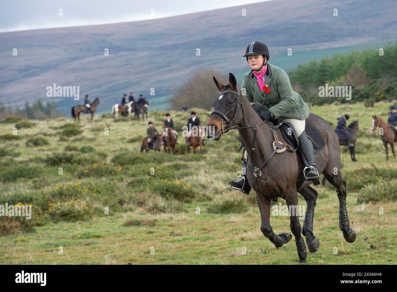 Adolescente, galoppo su un cavallo in una caccia a Dartmoor, Regno Unito Foto Stock