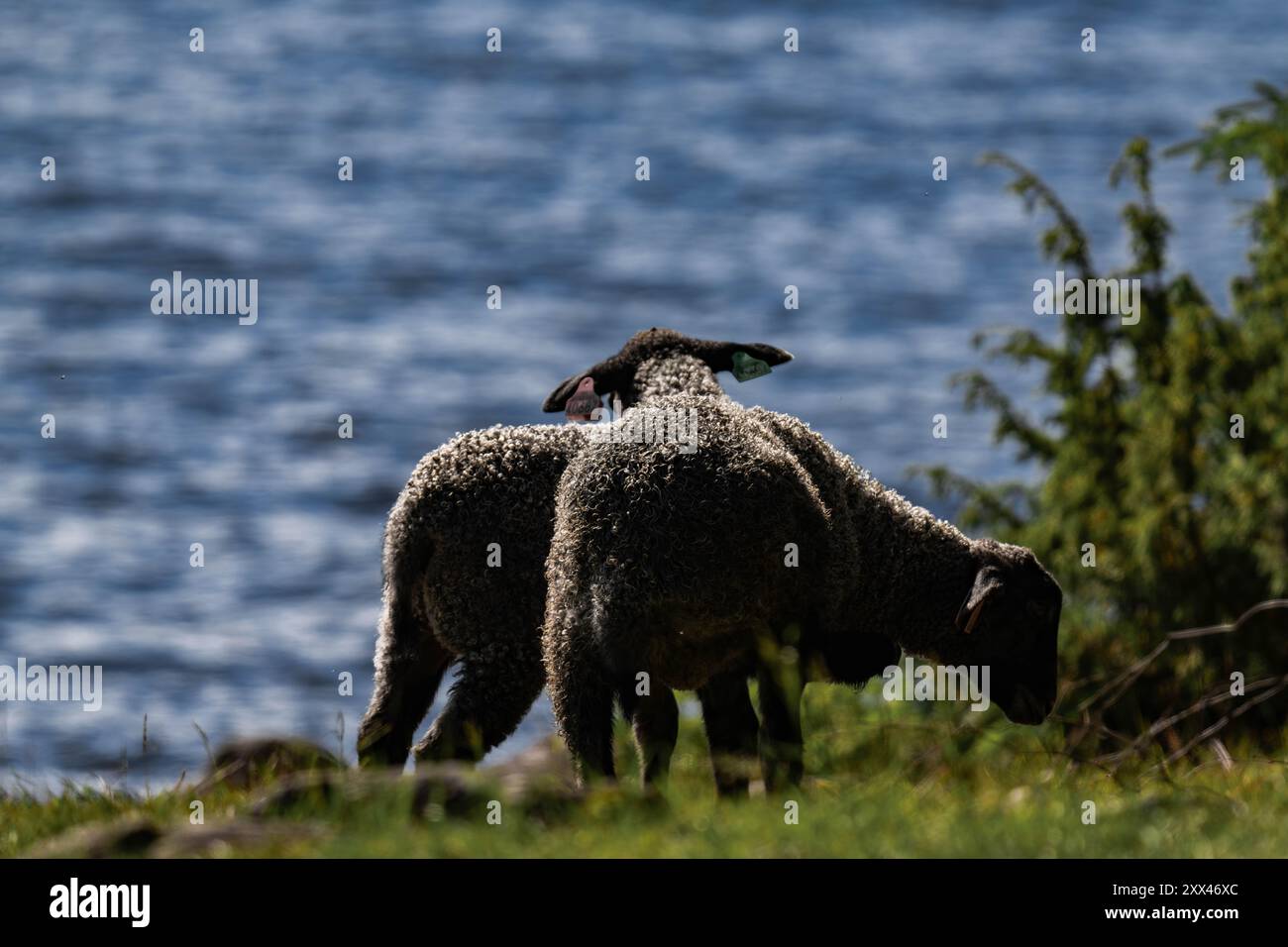 Due agnelli neri al lago in estate Foto Stock