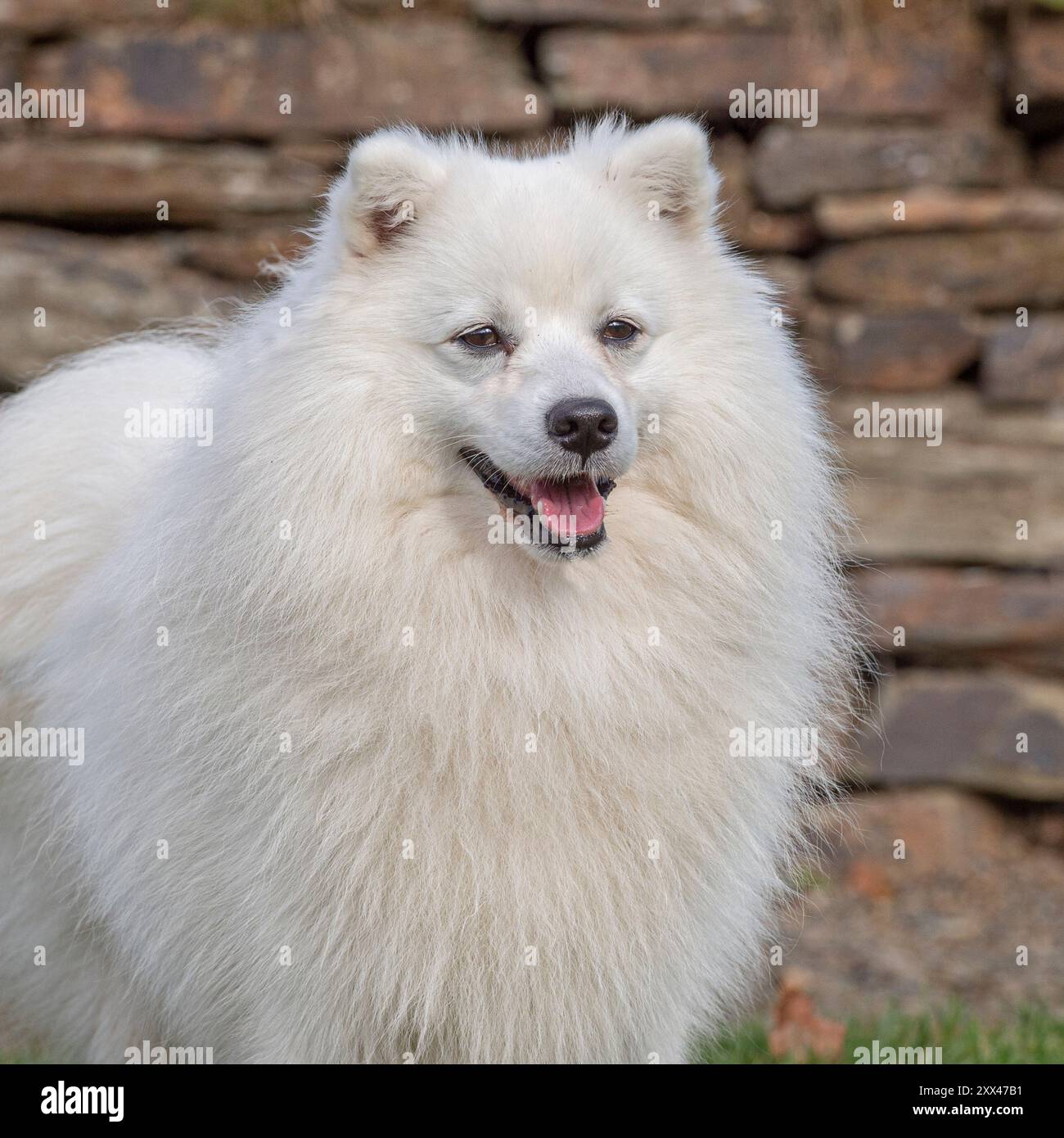 Cane eschimese americano, di fronte a un muro di pietra, con la bocca aperta Foto Stock