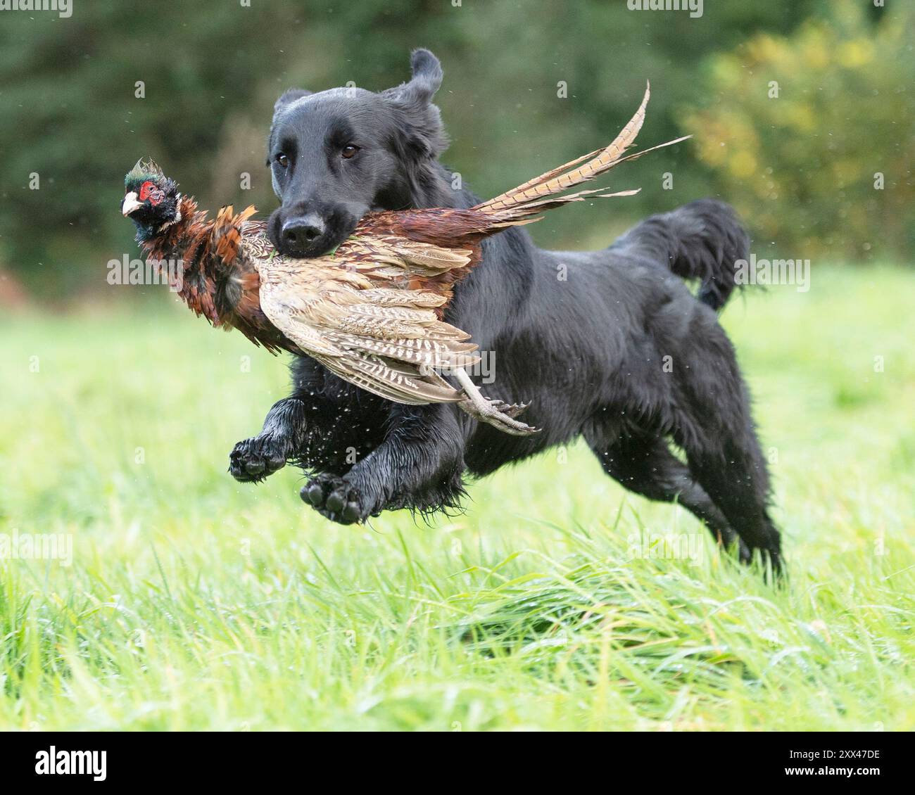 retriever con rivestimento piatto che recupera un fagiano in un tiro di fagiano Foto Stock