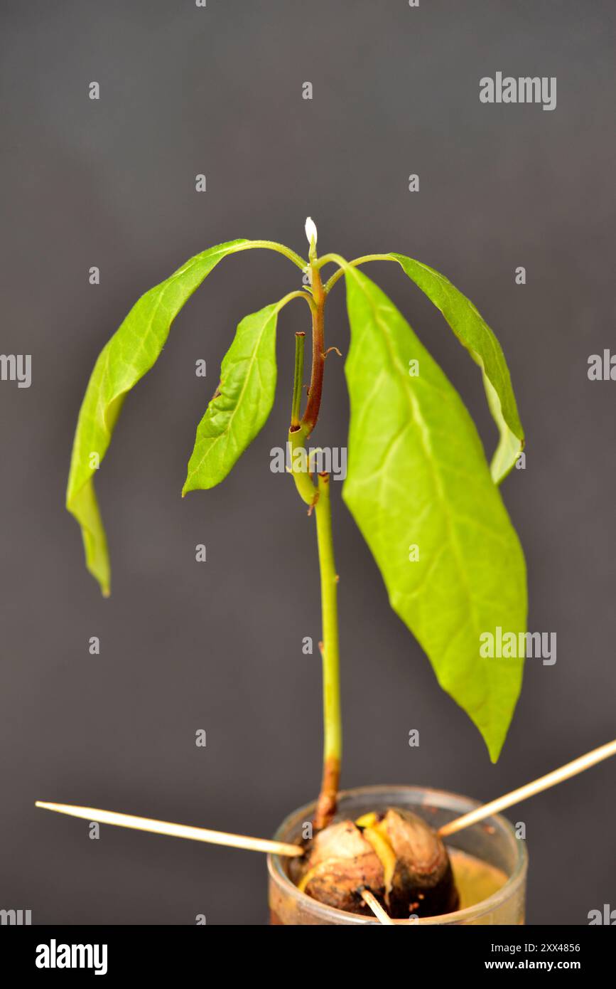 Avocado Homegrown House pianta giovane tiro da vicino dettaglio Foto Stock