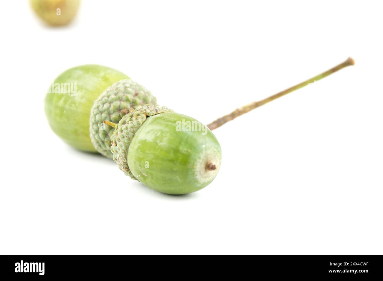 Frutti verdi di quercia, gruppo di ghiande ancora verdi isolate con bianco, primo piano Foto Stock