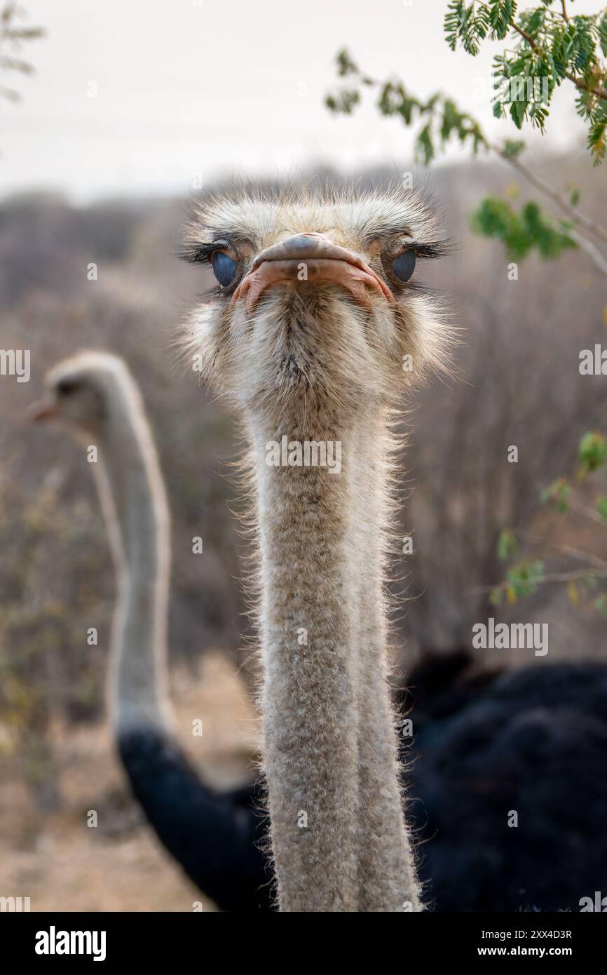 Foto ravvicinata del collo e della testa di uno struzzo arrogante orgoglioso e divertente fauna selvatica in Namibia, Africa Foto Stock