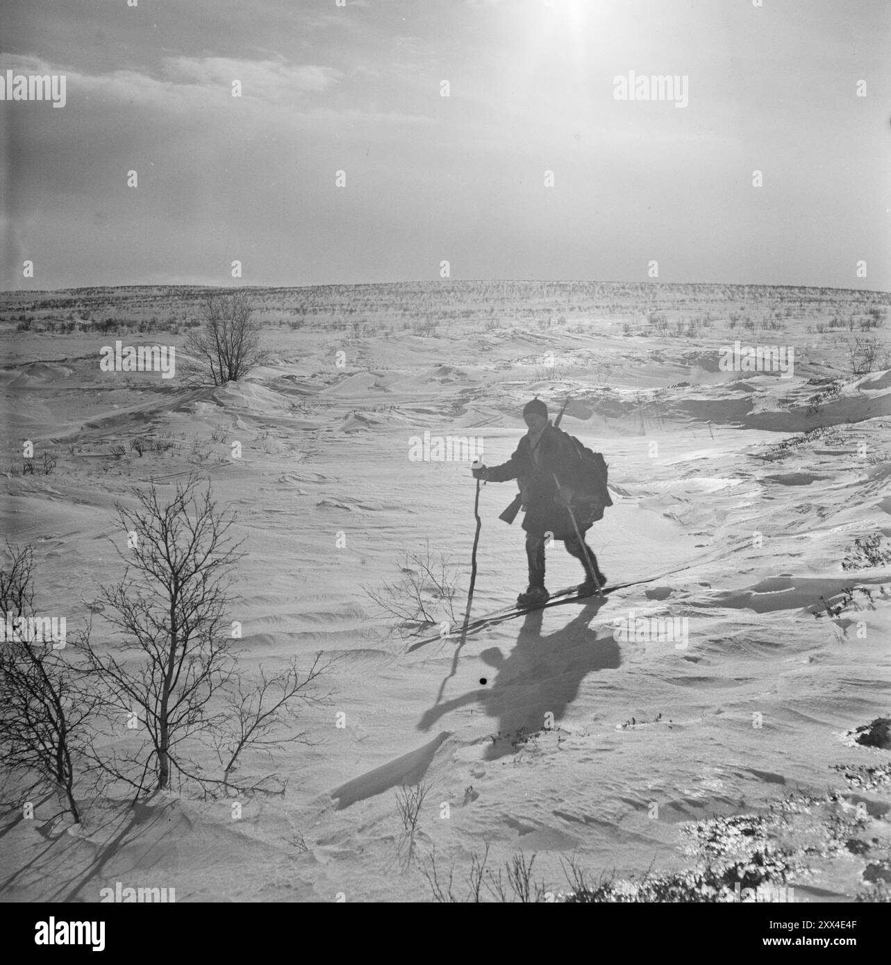 Effettivo 09-1949: La guerra dei lupi con aerei e veicoli cingolati attualmente dipendenti distaccati partecipano alla caccia al lupo a Finnmark. - Questa è la dura e capricciosa Finnmarksvidda dove solo le mandrie di renne e i Sami - sì, e poi il lupo - si sentono a casa. Qui, uno dei cacciatori Sami, il bravo tiratore Aslak Aslaksen Sara, è in pattuglia, ma il vento consumato ha spazzato via la neve della pista, quindi le possibilità sono scarse. La zona di caccia è grande quanto metà della Danimarca, quindi vi rendete conto che nelle distanze il lupo ha uno dei suoi alleati più potenti. Foto; Sverre A. B Foto Stock