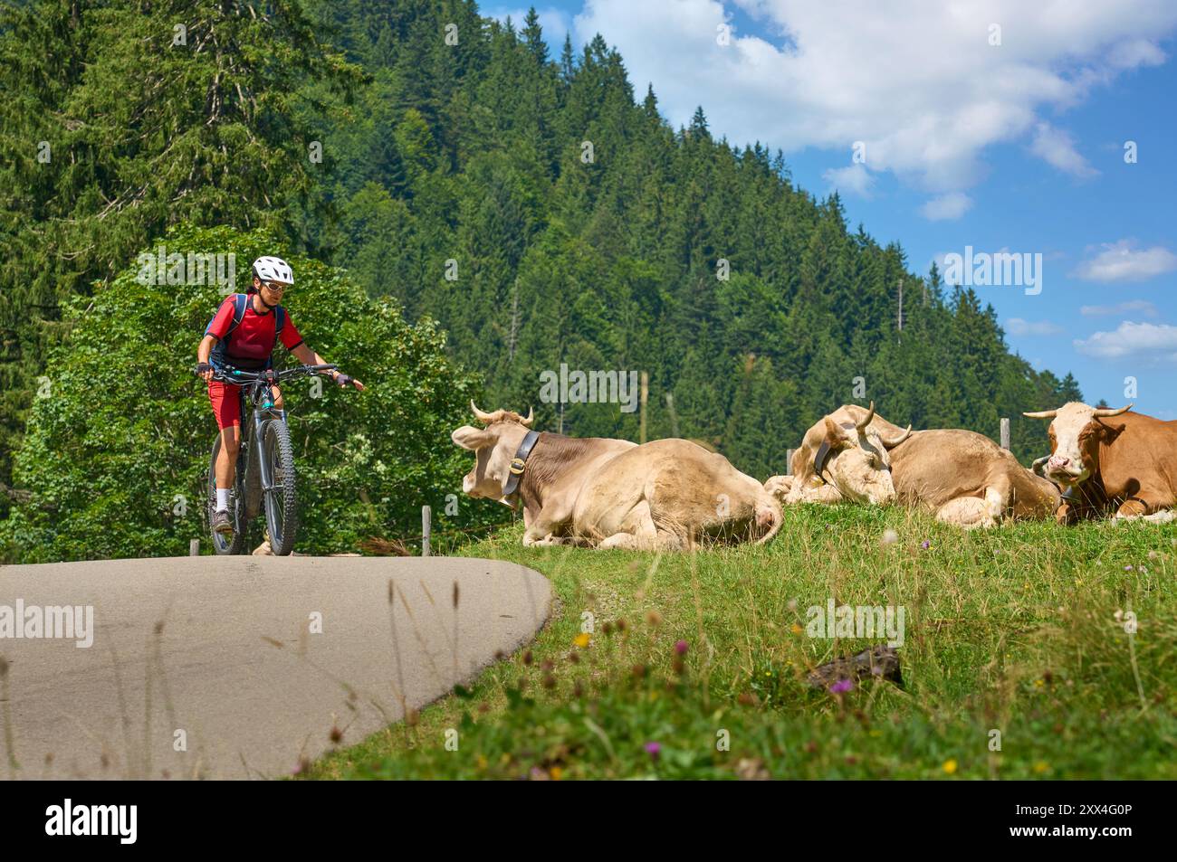 Donna con mountain bike elettrica che incontra un branco di curiose mucche da latte nelle Alpi Allgaeu vicino a Oberstdorf, Baviera, Germania Foto Stock