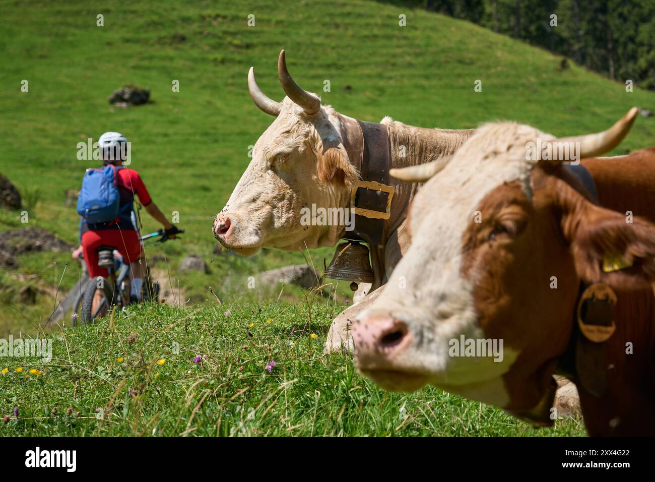 Donna con mountain bike elettrica che incontra un branco di curiose mucche da latte nelle Alpi Allgaeu vicino a Oberstdorf, Baviera, Germania Foto Stock