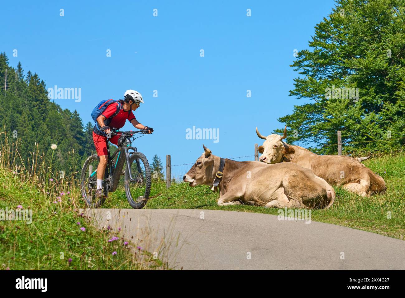 Donna con mountain bike elettrica che incontra un branco di curiose mucche da latte nelle Alpi Allgaeu vicino a Oberstdorf, Baviera, Germania Foto Stock