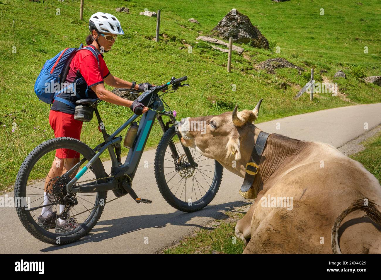 Donna con mountain bike elettrica che incontra un branco di curiose mucche da latte nelle Alpi Allgaeu vicino a Oberstdorf, Baviera, Germania Foto Stock
