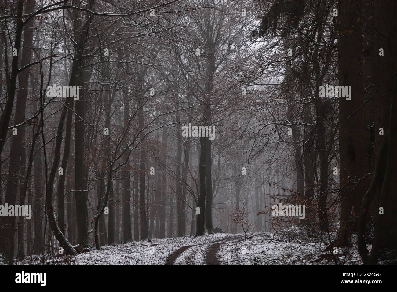 Schneebedeckte Bäume im Wald Foto Stock