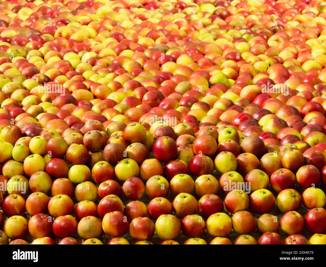 Återställd. EJ ha venduto. Stocksite 0. Primo piano di mele rosse e gialle raccolte fresche per la vendita al mercato agricolo. Trädgårdsmässan 2011. Foto Stock