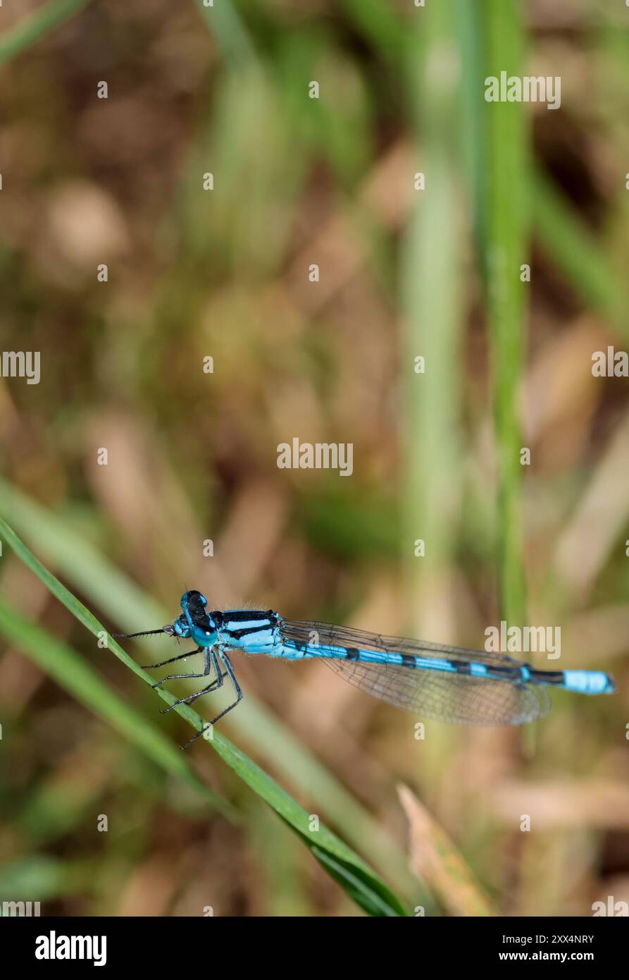 Comune damselfly blu Enallagma cyathigerum, blu cielo maschile con bande nere sull'addome e linee nere sul torace appollaiato su gambo che mangiano prede Foto Stock