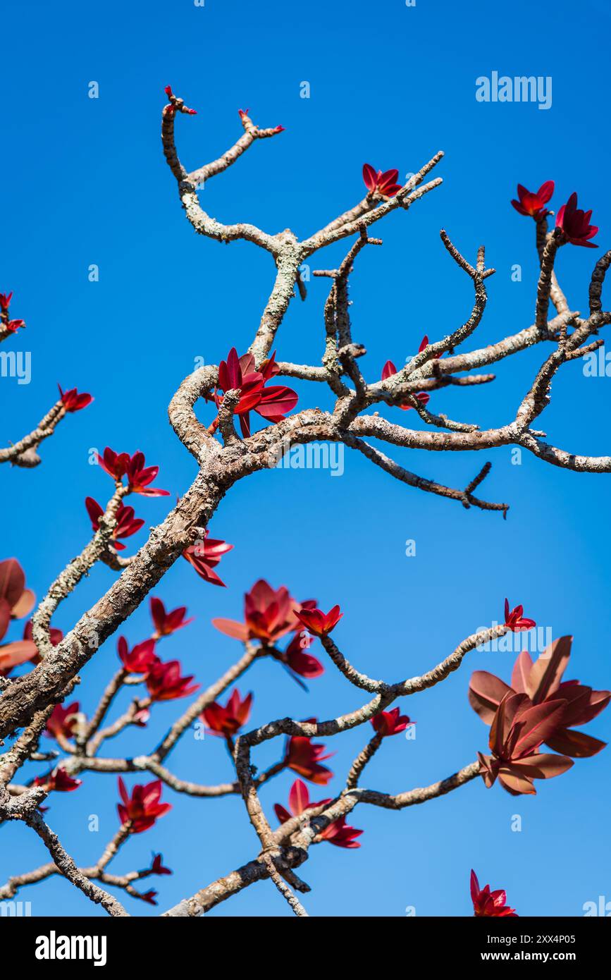 Kielmeyera speciosa contro il cielo blu al Parque da Serra do Curral a Belo Horizonte, Minas Gerais, Brasile Foto Stock