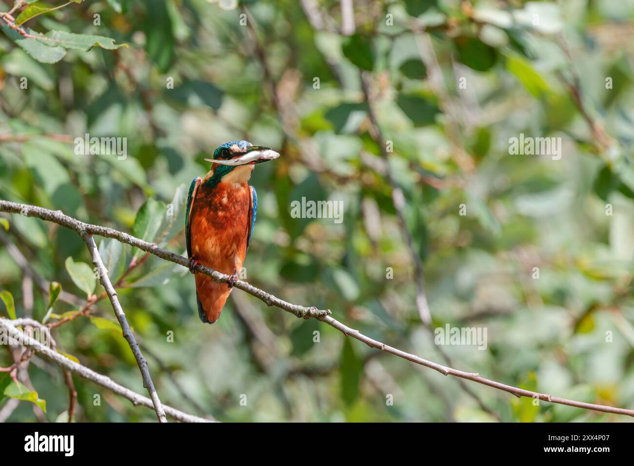 KingFisher Alcedo in questo sottoscocca arancione, parte superiore blu, pugnale posteriore blu elettrico, come una toppa bianca con becco nero sul collo, coda corta e gambe sul ramo Foto Stock