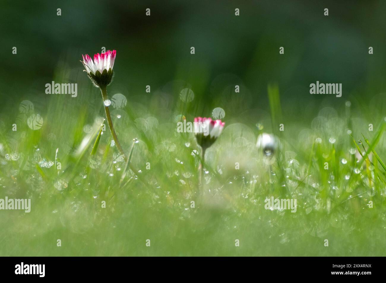 fioritura di margherite in erba coperta di rugiada nel giardino Foto Stock