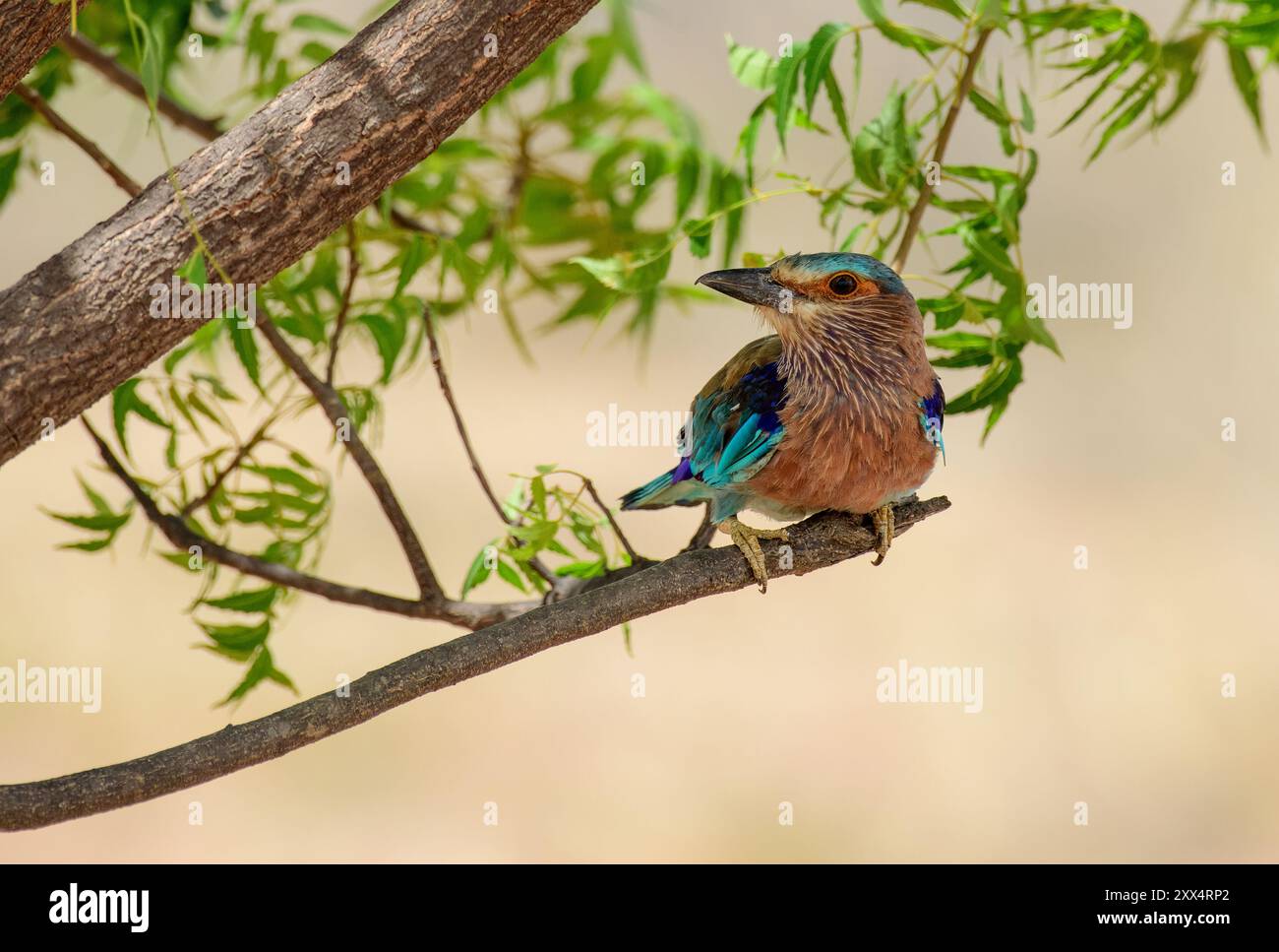 Un rullo indiano al Koonthankulam Bird Sanctuary, che mette in risalto la vibrante avifauna dei diversi habitat del subcontinente indiano. Foto Stock