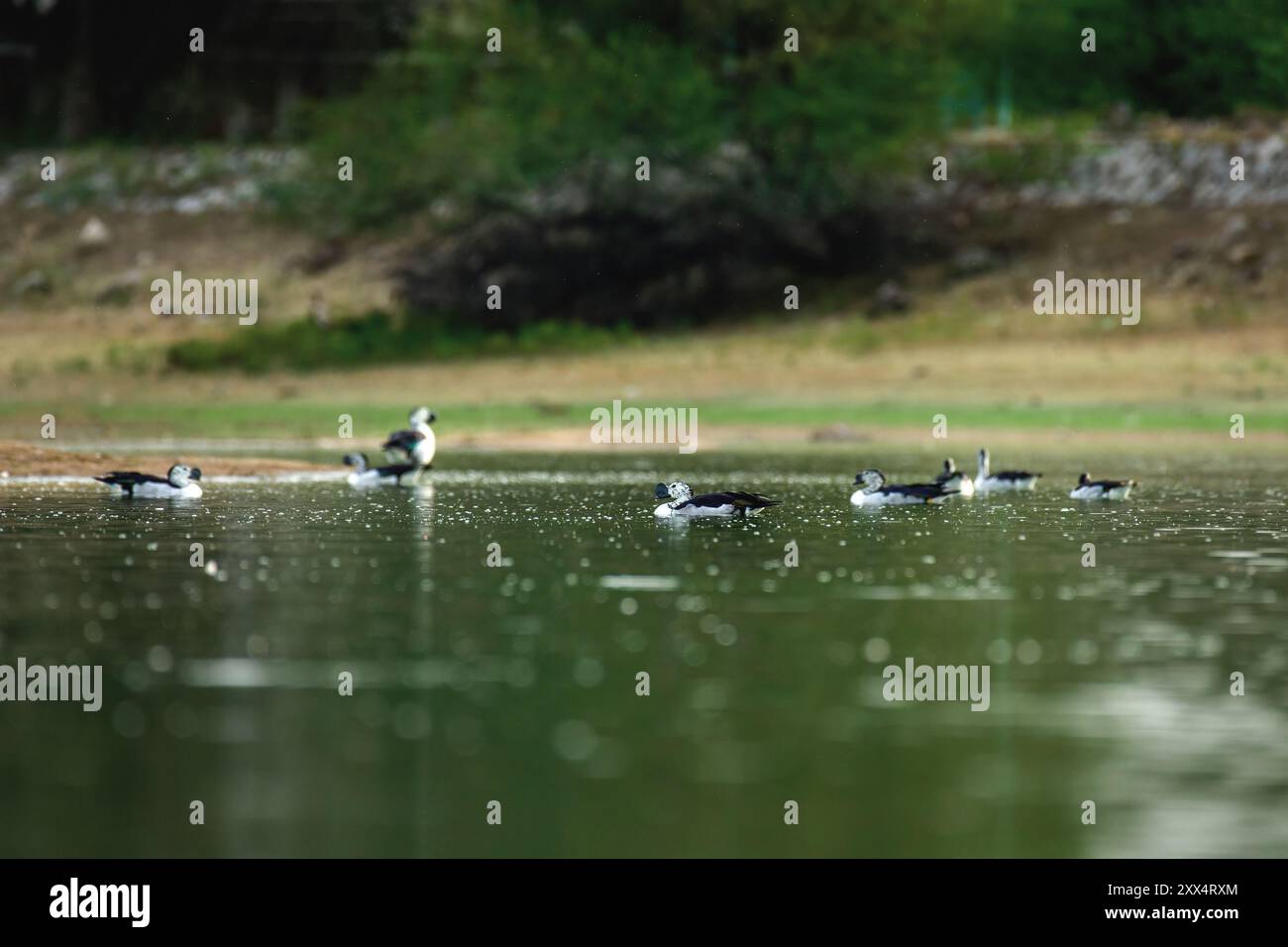 Un'anatra a becco di gallina che mostra la sua splendida apertura alare al Koonthankulam Bird Sanctuary, mostrando la ricca biodiversità aviaria del subcontinente indiano Foto Stock