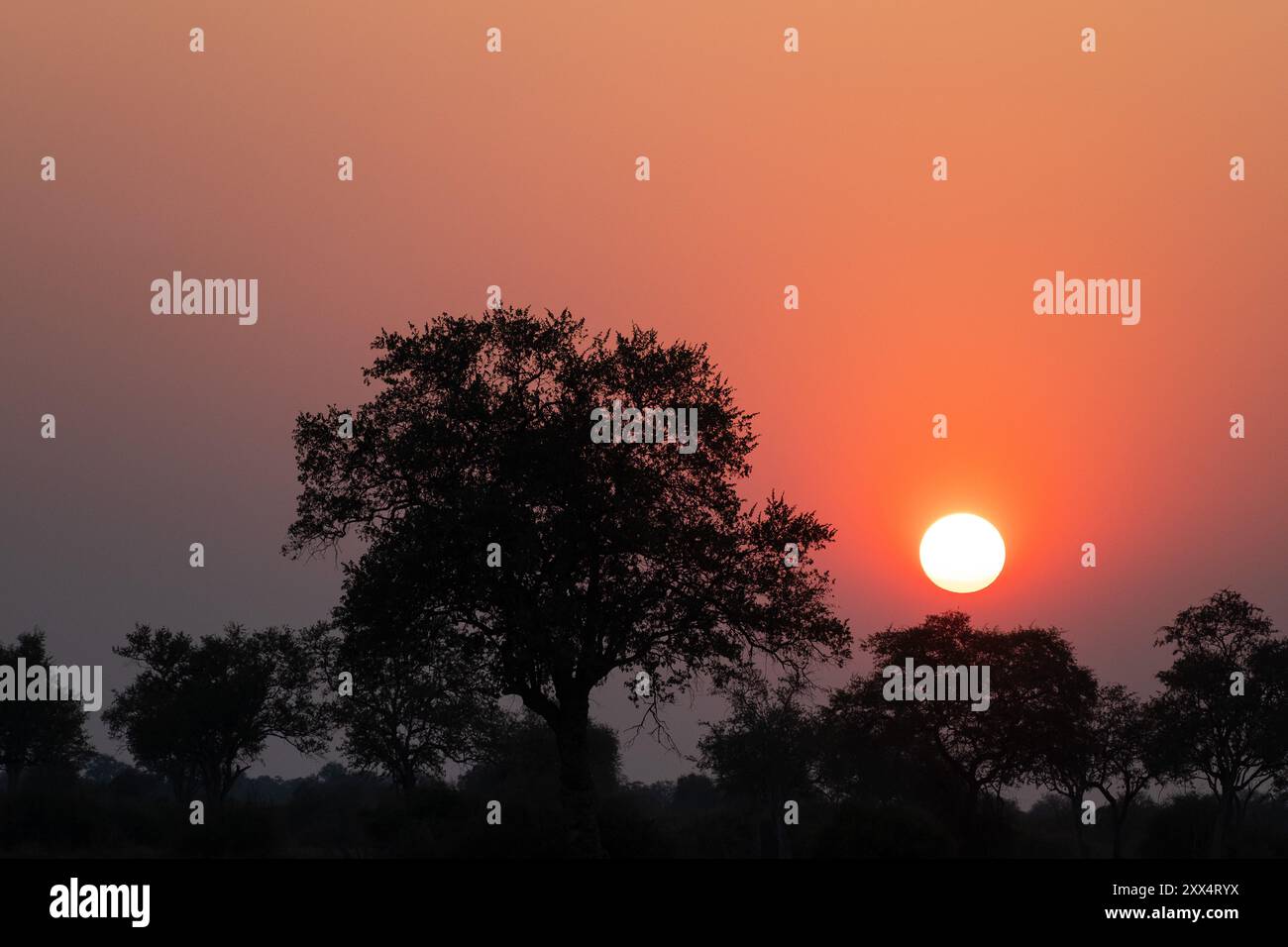 Tramonto nel sud di Luangwa Foto Stock