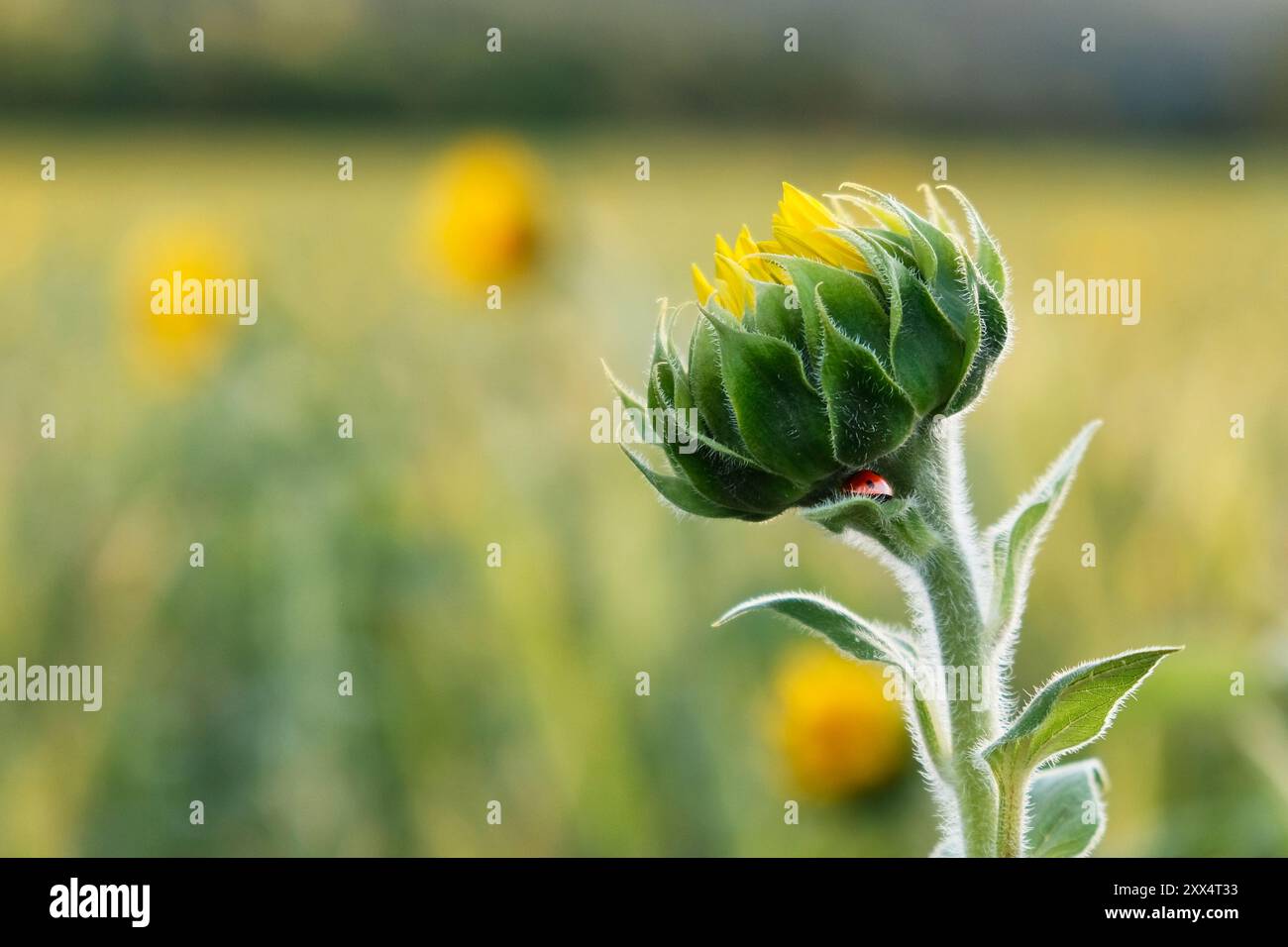 Girasole con ladybird Foto Stock