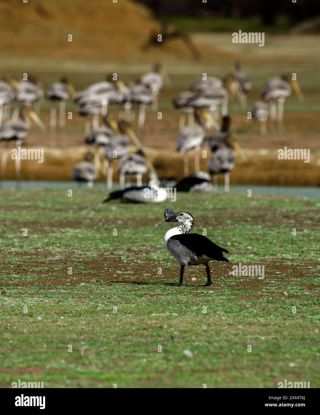 Un'anatra a becco di gallina che mostra la sua splendida apertura alare al Koonthankulam Bird Sanctuary, mostrando la ricca biodiversità aviaria del subcontinente indiano Foto Stock