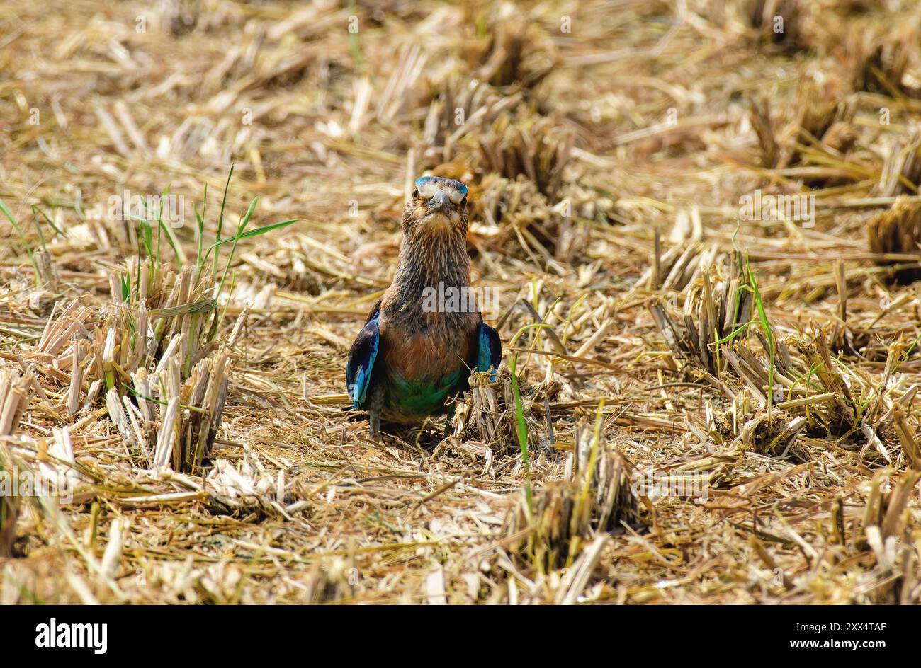 Un rullo indiano al Koonthankulam Bird Sanctuary, che mette in risalto la vibrante avifauna dei diversi habitat del subcontinente indiano. Foto Stock