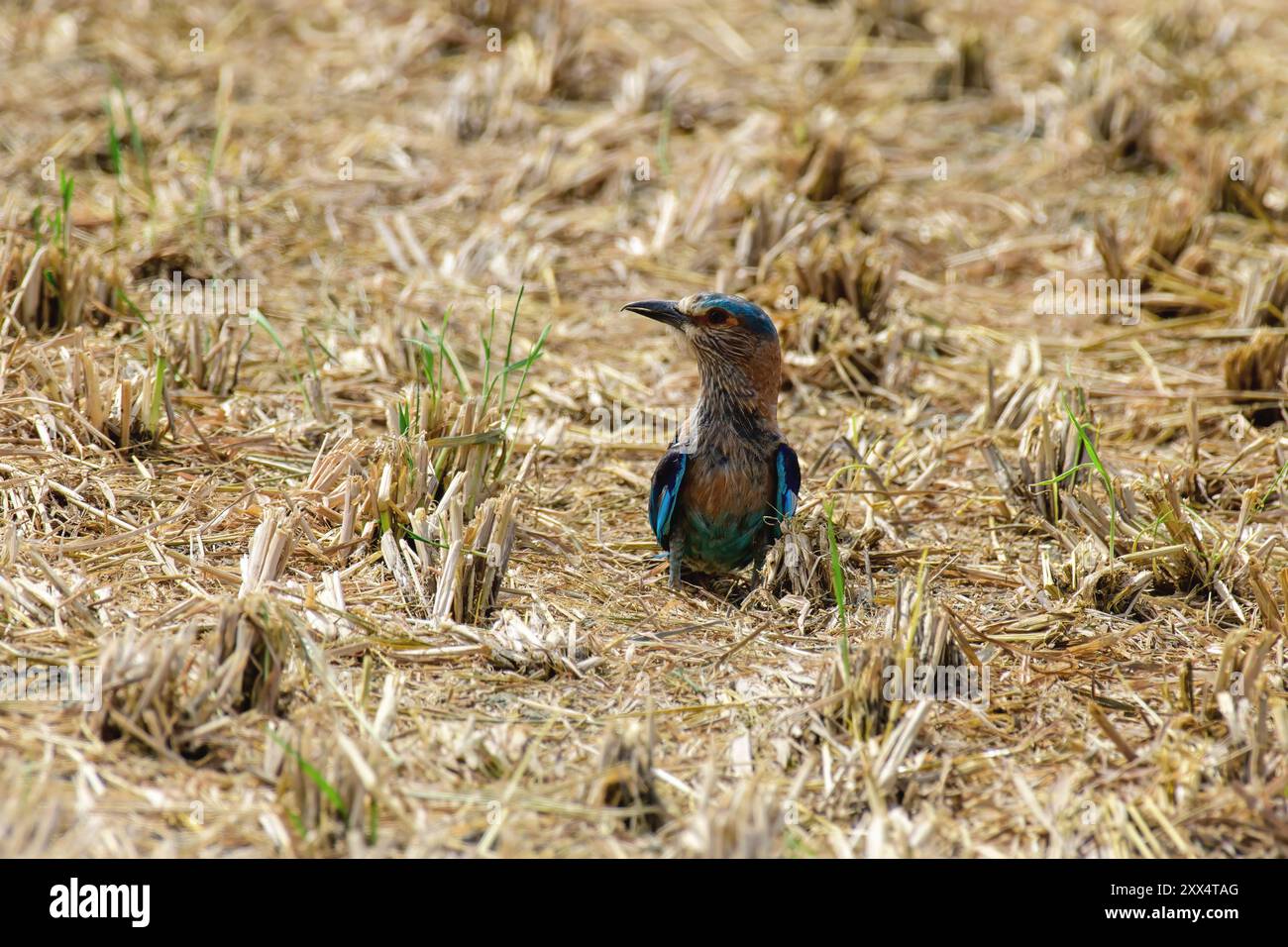 Un rullo indiano al Koonthankulam Bird Sanctuary, che mette in risalto la vibrante avifauna dei diversi habitat del subcontinente indiano. Foto Stock