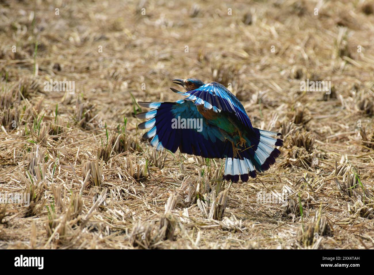 Un rullo indiano al Koonthankulam Bird Sanctuary, che mette in risalto la vibrante avifauna dei diversi habitat del subcontinente indiano. Foto Stock