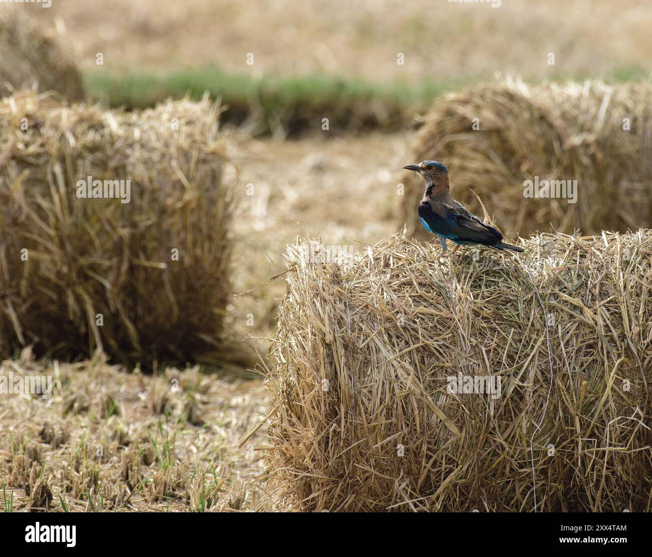 Un rullo indiano al Koonthankulam Bird Sanctuary, che mette in risalto la vibrante avifauna dei diversi habitat del subcontinente indiano. Foto Stock